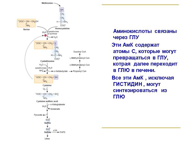 Аминокислоты связаны через ГЛУ      Эти АмК содержат атомы С,